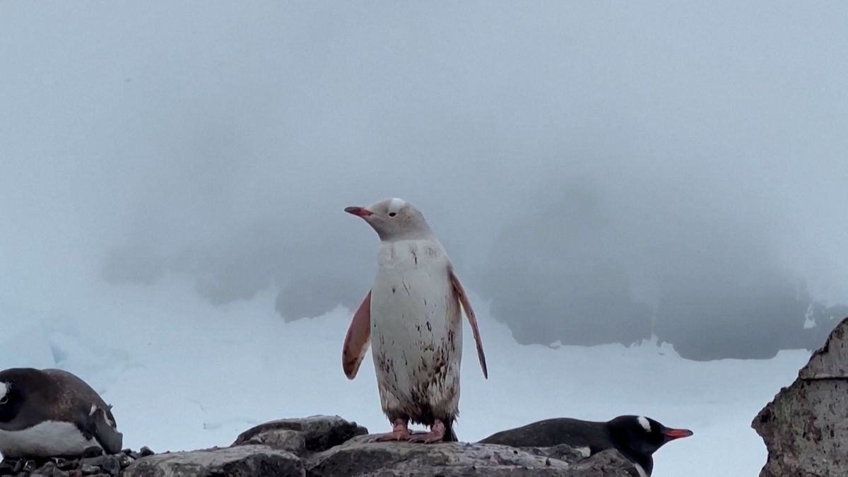 Na chilském území Antarktidy se objevil vzácný bílý tučňák